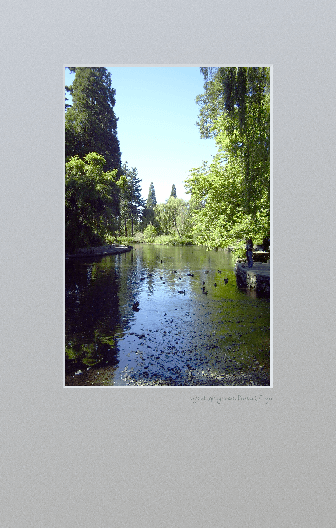 Pcturesque scene of lake with overhanging trees
